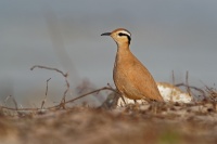 Behulik plavy - Cursorius cursor - Cream-colored Courser o0247